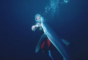 Oceanic Blue Shark - Diver testing Chain Mail /