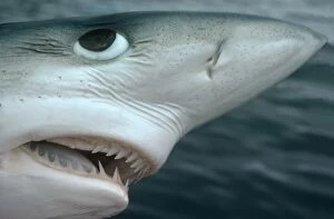Oceanic Blue Shark - Above water, close-up of face showing details of teeth and eye