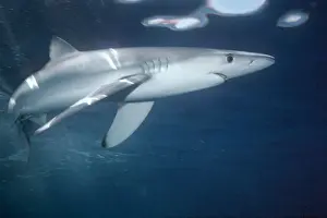 Oceanic Blue Shark Under water swimming Eastern Pacific