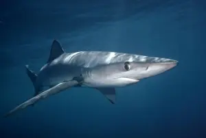 Oceanic Blue Shark Western Pacific