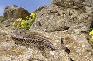 Ocellated Skink - in habitat - Sicily