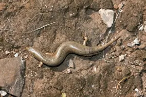 Greek Prints: Ocellated skink - near Cape Sounio - Greece