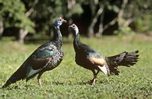 Ocellated Turkey