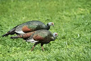 Ocellated turkey