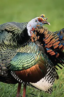 Guatemala Prints: Ocellated turkey Previously known as: Agriocharis ocellata Guatemala