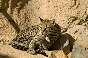 Images Dated 21st March 2005: Ocelot