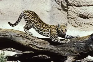 Ocelot