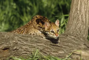 Ocelot
