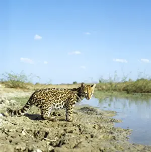 Ocelot