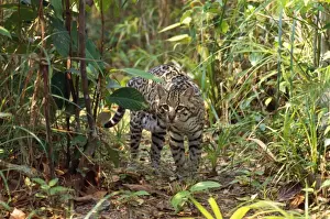 Ocelots Prints: Ocelot Belize Latin formerly: Leopardus pardalis