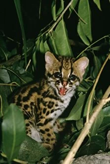 Images Dated 20th February 2007: Ocelot - cub Guyana, South America