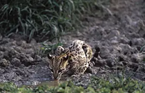 Ocelot - Drinking from a shrinking pond, at the end of the dry season. Photographed in the Llanos of Venezuela