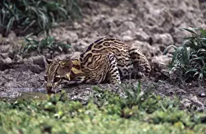 Ocelot - Drinking from a shrinking pond at the end of the dry season. Note porcupine quills embedded in its face. Llanos of Venezuela. DD816