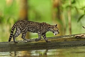 Ocelot / Dwarf Leopard, juvenile, flooded forest