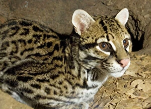 Night Collection: Ocelot - (Leopardus pardalis albescens) (formerly Felis) Mexican subspecies; almost extinct in USA