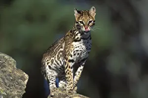 Ocelots Prints: Ocelot Range: Tropical America