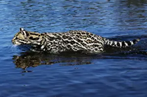 Ocelots Prints: Ocelot - wading through water