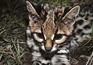 Ocelots Prints: Ocelot, young -kitten Tropical America