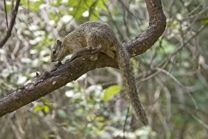 Images Dated 4th March 2008: Ochre Bush Squirrel - On tree branch - Okavango Delta - Botswana