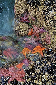 Ochre & Purple Sea Stars / Starfish - in tidal zone