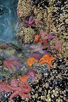 Waves Prints: Ochre & Purple Sea Stars / Starfish - in tidal zone Strawberry Hill State Park