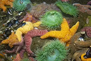Ochre Sea Star & Giant Green Anemone (Anthopleura xanthogrammica) - In rock pool with other starfish Oregon, USA IN000167