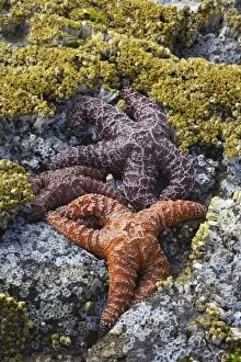 Ochre Sea Stars - Exposed at low tide