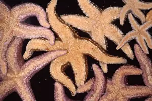 Marine Prints: Ochre Star Alaska to Mexico