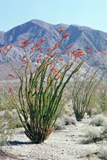 Deserts Prints: Ocotillo Anza Borrego Desert, California, USA