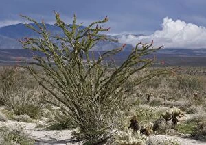 Ocotillo - also called coachwhip cactus, Jacobs staff and candlewood - in flower
