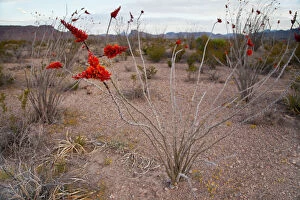 Chihuahuan Gallery: Ocotillo plant in bloom