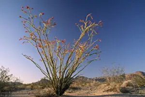 Ocotillo Prints: Ocotillo Sonoran Desert, Southern California, USA