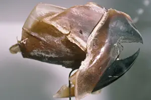 Octopus - beak