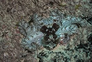 Images Dated 9th December 2004: Octopus - Common. Found all along the rocky reefs of NSW Sydney. Australia