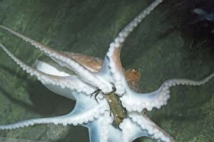 Vulgaris Gallery: Octopus - Eating crab prey