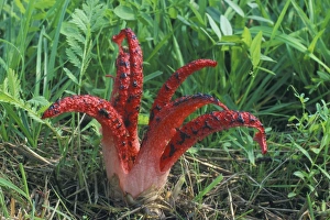 Octopus Fungus - Fruiting body with ripened spores attracting flies, on meadowland, august Octopus Fungus - Fruiting body with ripened spores attracting flies, on meadowland, august