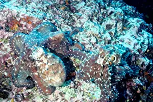 Octopi Prints: Two octopus (Octopus cyanea), mating