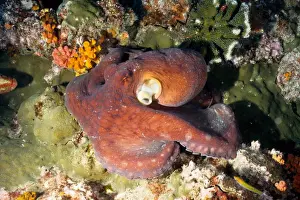 Octopi Prints: Octopus (Octopus cyanea). Richelieu Rock, Andaman Sea, Thailand