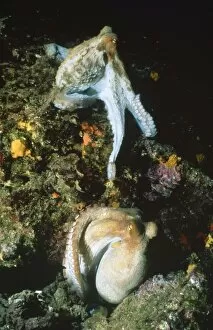 Images Dated 17th October 2007: Octopus - pair mating / courting Mediterranean