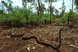 Oenpelli rock python (Morelia oenpelliensis)