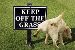 Images Dated 31st March 2020: Keep off the grass warning sign with a dog peeing on it