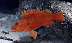 Abyssal Gallery: Offshore Rockfish (composite image)