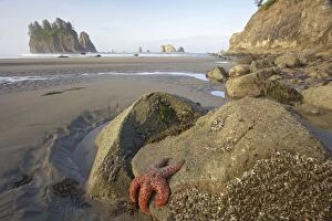 Offsore Sea Stacks and Tidepools with Ochre Sea Stars