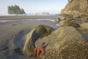 Offsore Sea Stacks and Tidepools with Ochre Sea Stars Second Beach Olympic National Park, Washington State USA LA001576