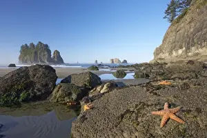 Sea Stacks Prints: Offsore Sea Stacks and Tidepools with Ochre Sea Stars Second Beach Olympic National Park