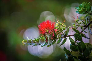 Flora Collection: Ohia, Lehua, Flower, Hawaii Date: 27-04-2021