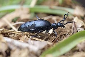 Images Dated 3rd May 2013: Oil Beetle Cornwall, UK (Meloe proscarabaeus)