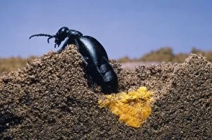 Images Dated 29th October 2007: Oil Beetle - laying eggs