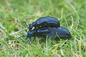 Copulating Prints: Oil Beetles - Cornwall - UK