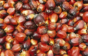Oil Palm - Fruit